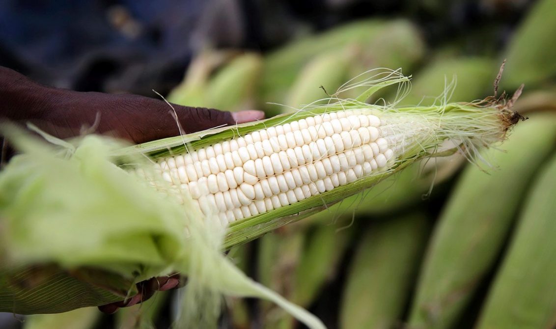 Minagricultura responde a Crisis Maicera en Córdoba con compromisos y soluciones